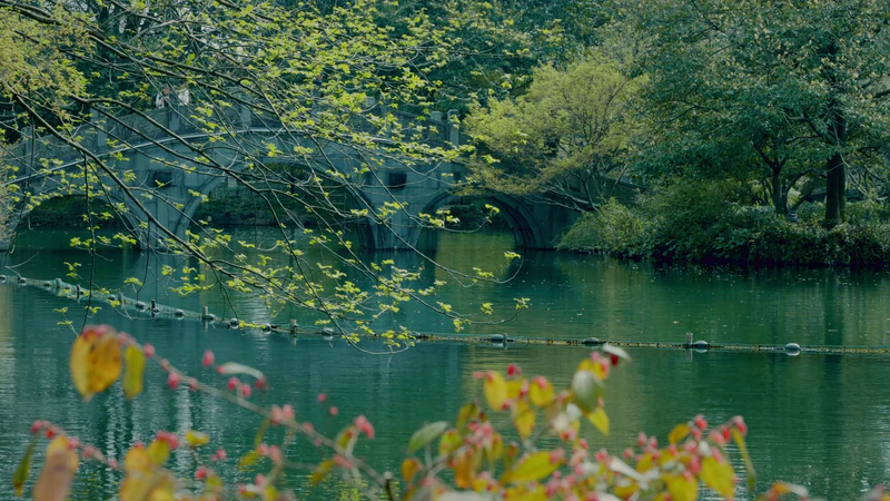 A bridge over the pond in Central Park, spring leaves in front — after